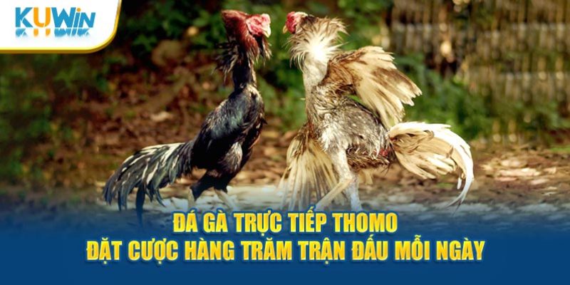 Đá gà trực tiếp ThoMo KUWIN 